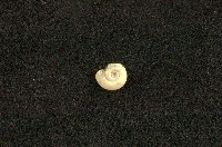 藏品(圓口扁蜷)的圖片